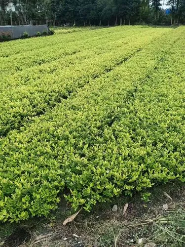 网球拍为什么要好几个孔